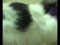 Adopt a Dog Codi MSPCA Springfield Massachusetts