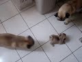 Pug - novo filho6!!!! Pug - novo filho6!!!!