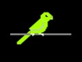 Bird animation Bird animation