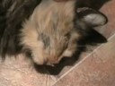 Talking Cat! Talking Cat!