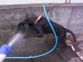 エコーは水遊びがお好き。（雑貨屋の犬）