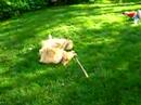 dogbook movie: mum pippi me and my large pants