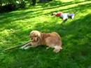 dogbook movie: mum pippi me and my large pants
