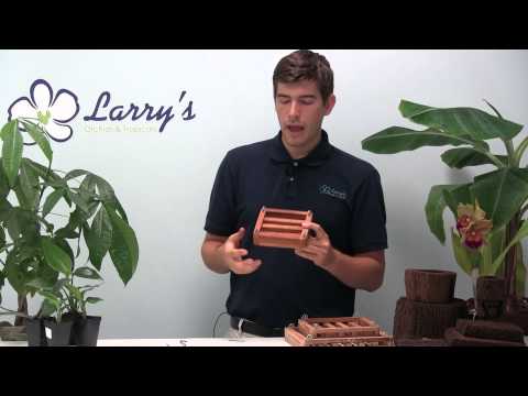 how to fertilize staghorn fern