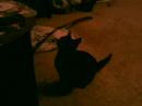 My crazy cat lucas