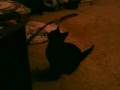 My crazy cat lucas