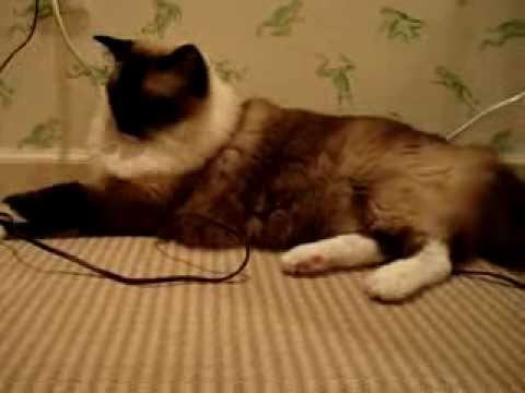0 Caymus Videos