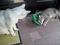 またたびをこすりつける猫