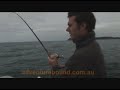 Adventure Bound - Giant Southern Calamari Adventure Bound - Giant Southern Calamari