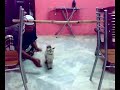 Kucing Lompat galah...