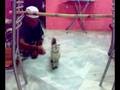 videos de Kucing Lompat galah...