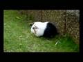 videos de run rabbit run