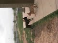 Raleigh with Wilbur at the Dogpark