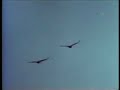 California Condor California Condor