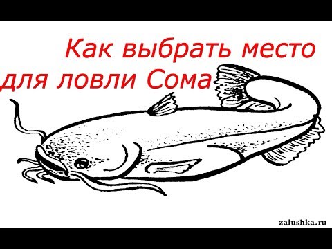 сом видео ютуб сом видео ютуб