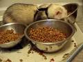 videos de DipsyCatFood.mov