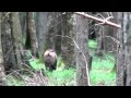 Rencontre avec une famille de sangliers euréliens.