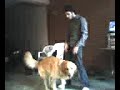 Un perro me hace el amor