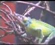 Anfibios y reptiles