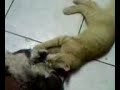 cat grooming  dog