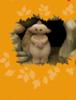 Makka Pakka