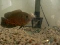 videos de OSCAR FISH EATING GOLDFISH