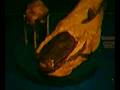 08 08 02 Miguasha Park 3D Fossil Fish - YouTube