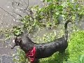 Zoey and the Big Stick