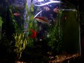Aquarium3
