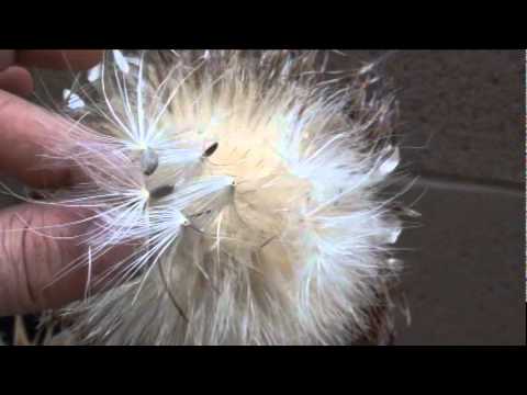 how to harvest artichoke seeds