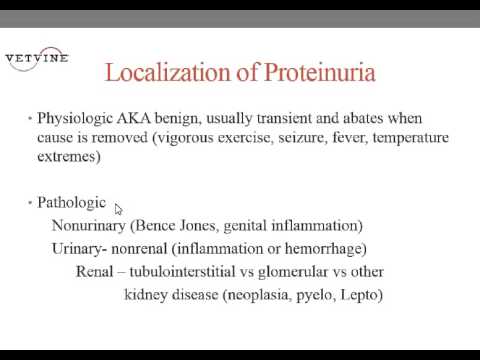 how to cure protein in urine