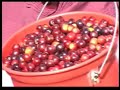 Guindascha - Nilda López A Guindascha - Nilda López A