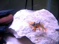 Blue Rams Mikrogeophagus Ramirezi