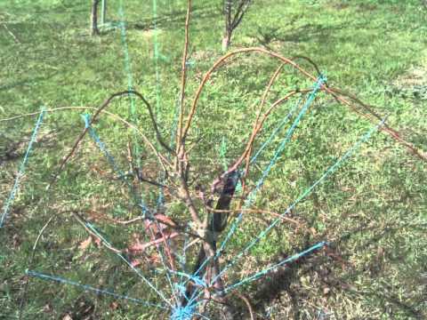 how to train apple tree branches