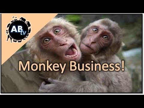 tim - Monkey business ; join Tim as he find the only wild population of monkeys in the state of Florida. Such cute animals, but certainly not a natural home in Florida. Enjoy! Subscribe now! https://ww...