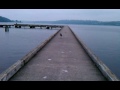 Feeding A Great Blue Heron