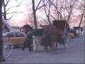 HORSE-DRAWN CARRIAGE BAN