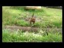videos de Scan Polpettinis