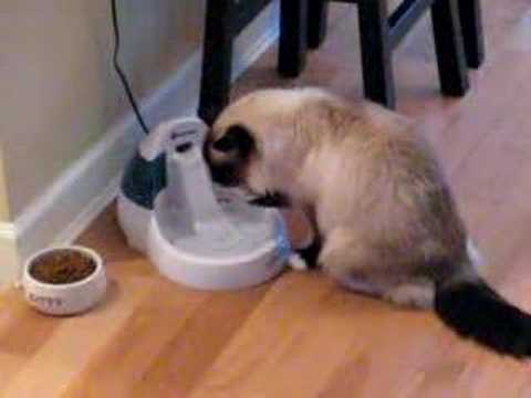 Our cat has a drinking problem!