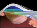 Soft Shell Animation