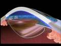 Soft Shell Animation