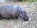 Ippopotami Del Bioparco Di Roma