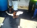 Fishing 15lb cod Seajay Poole Fishing 15lb cod Seajay Poole