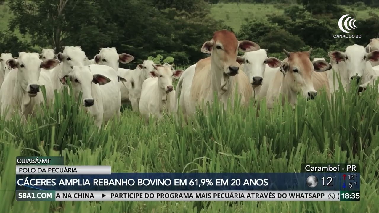 Cáceres/MT amplia rebanho bovino em 61,9% em 20 anos e é destaque na produção pecuária do Brasil