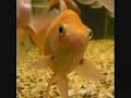 Fish,Fish(Chris Brown Parody,by V-Troop,how do we do this??) Fish,Fish(Chris Brown Parody,by V-Troop,how do we do this??)
