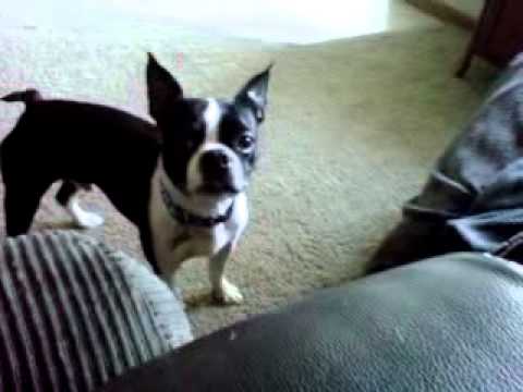 Boston Terrier, scared of a cat