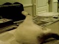 Cats on Crack... CATCRACK! Cats on Crack... CATCRACK!
