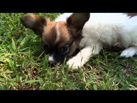 AKC Papillon Puppy Female
