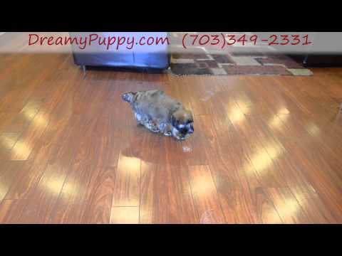Playful Soft Coated Wheaten Girl!