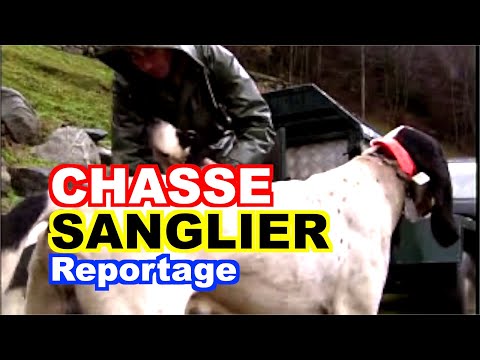 Battue - CHASSE: Battue au sanglier en Ariège.